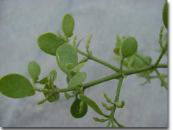 T3 - Mistletoe 03 T3 - Mistletoe 03